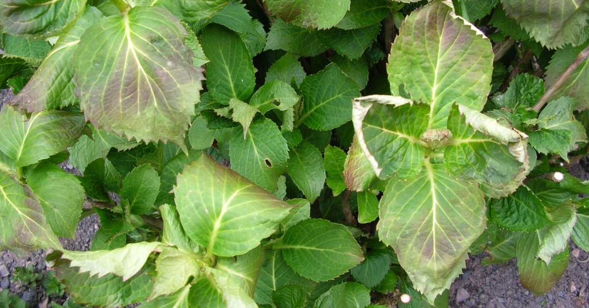 Сохнут и скручиваются листья астильбы что делать если в саду засыхают края листьев астильбы Причины и лечение